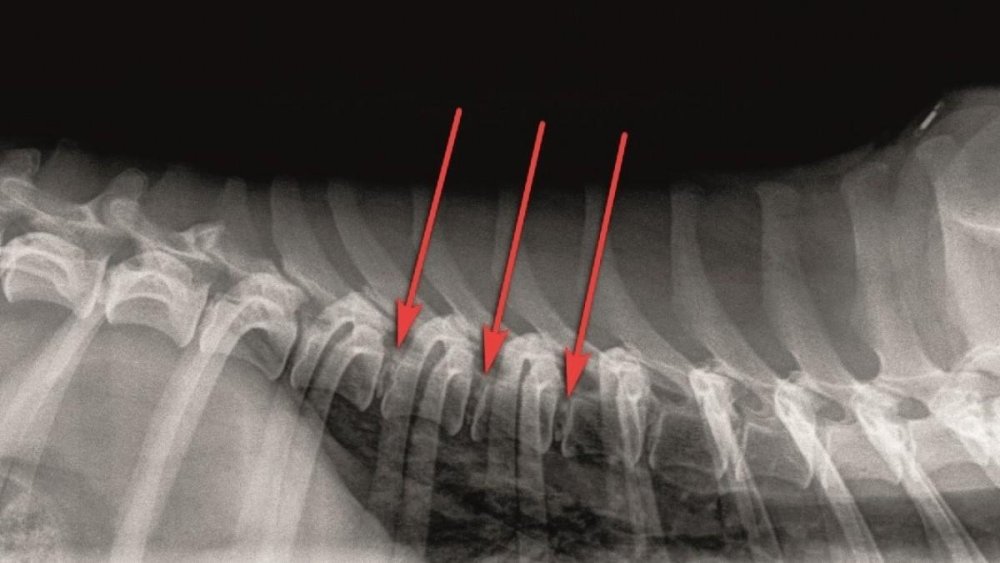 Canine Spinal Disorders Image 11