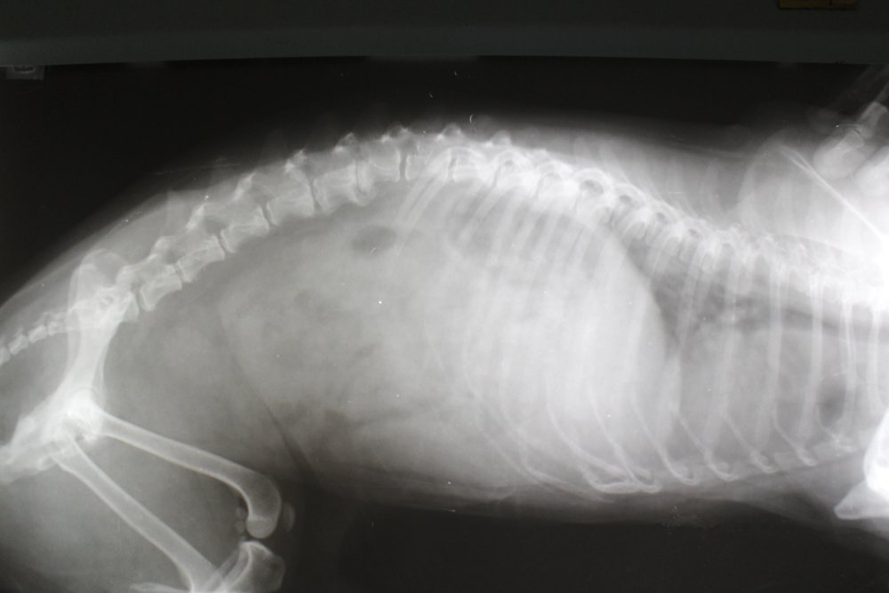 Canine Spinal Disorders Image 12