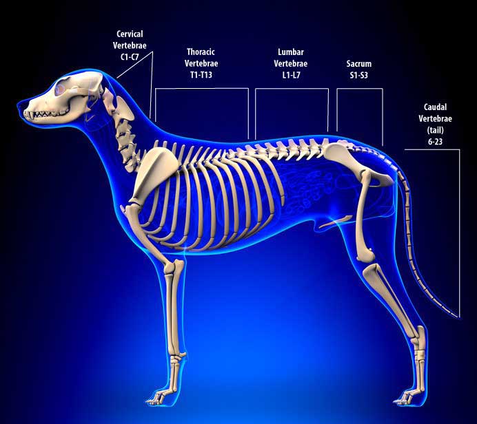 Canine Spinal Disorders Image 14