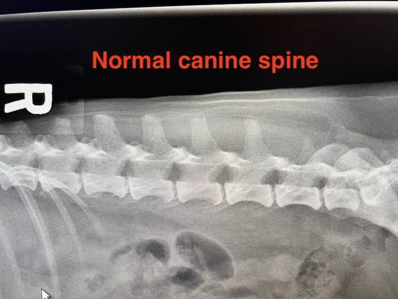 Canine Spinal Disorders Image 19