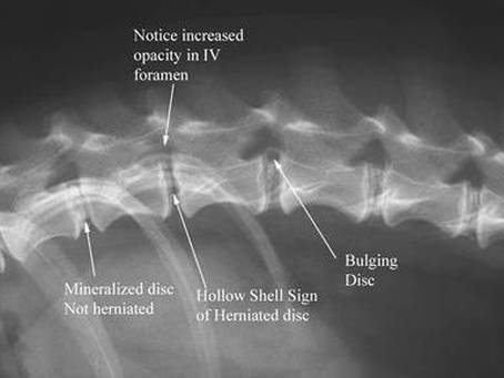 Canine Spinal Disorders Image 3