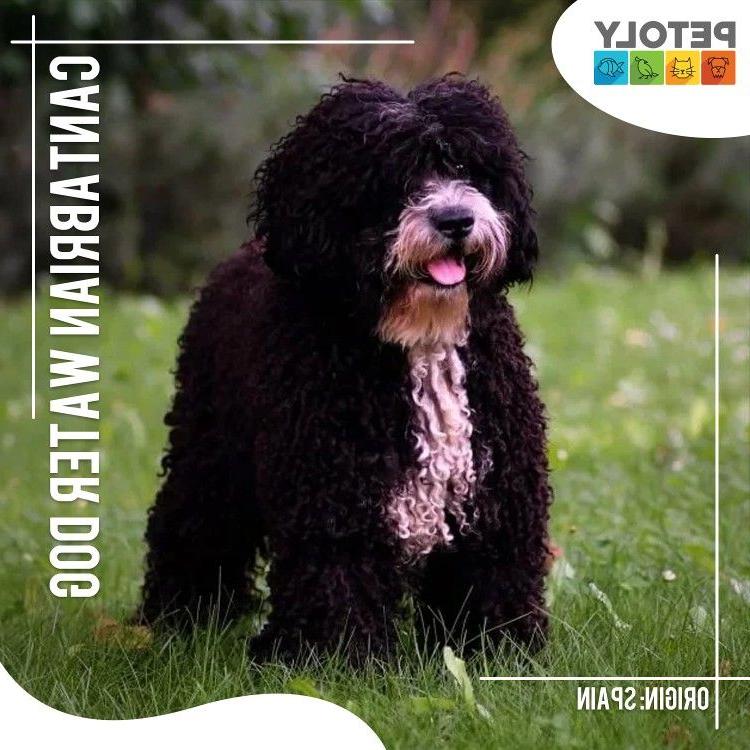 Cantabrian Water Dog Breed Image 16