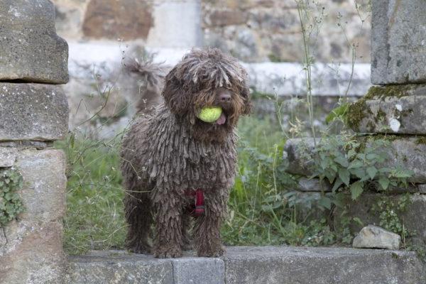 Cantabrian Water Dog Breed Image 18