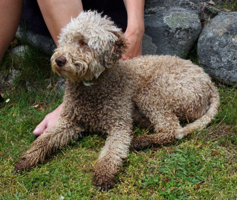 Cantabrian Water Dog Breed Image 4