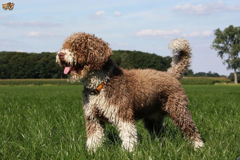 Cantabrian Water Dog Breed Image 7