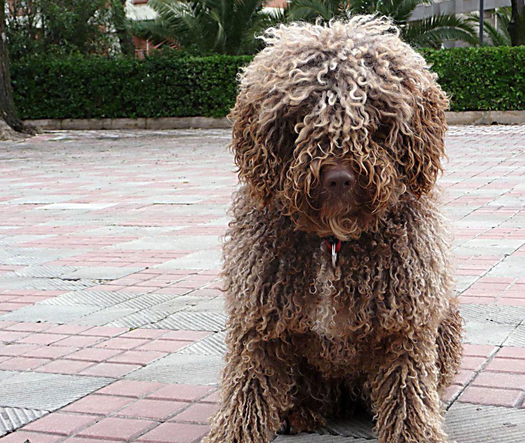 Cantabrian Water Dog Breed Image 8