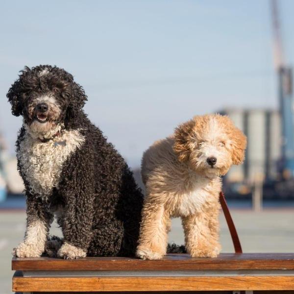 Cantabrian Water Dog Breed Image 9