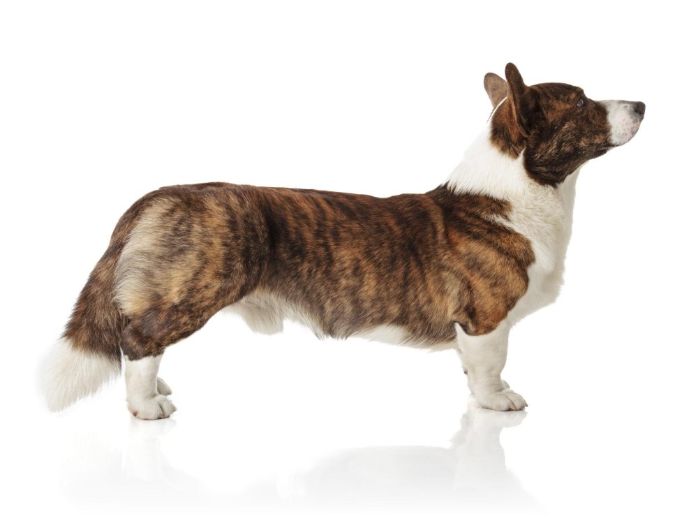 Cardigan Welsh Corgi Dog Breed Image 13