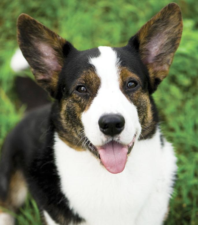 Cardigan Welsh Corgi Dog Breed Image 14