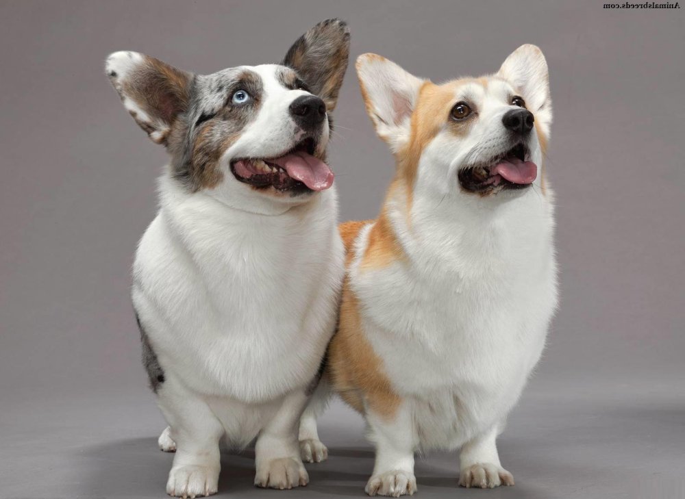 Cardigan Welsh Corgi Dog Breed Image 15