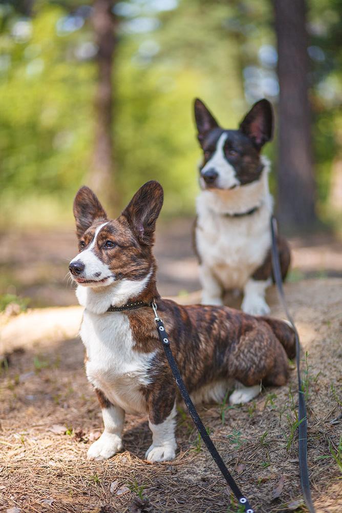 Cardigan Welsh Corgi Dog Breed Image 19