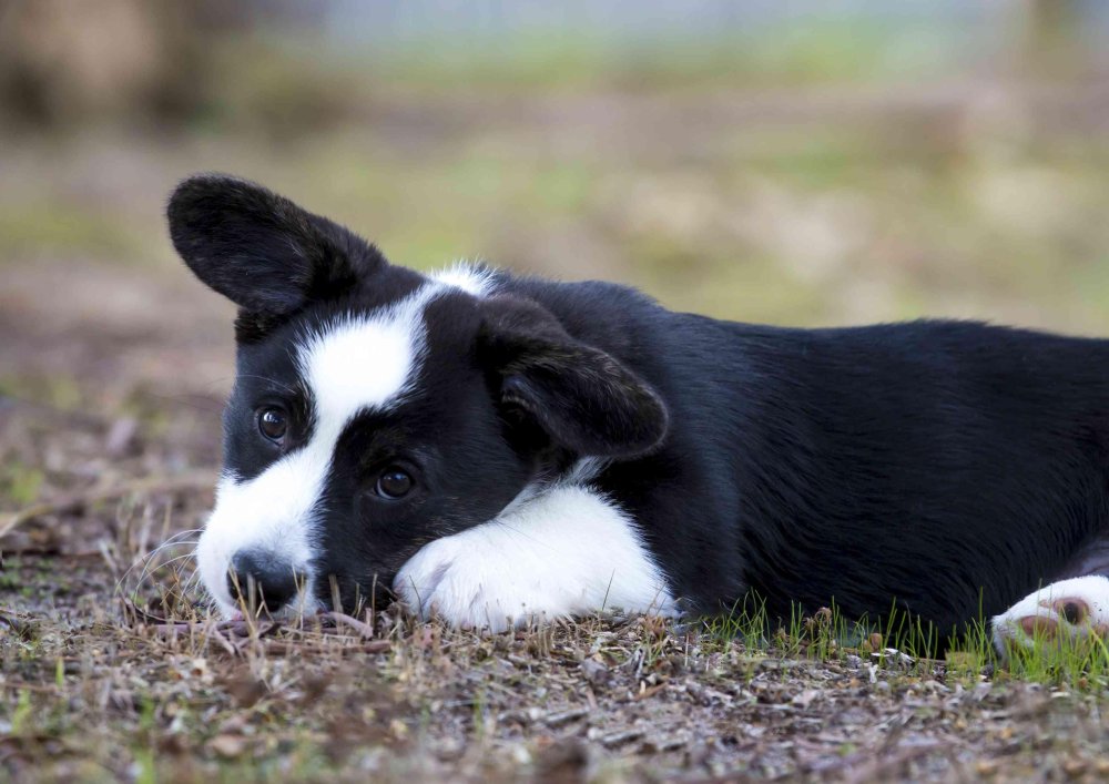 Cardigan Welsh Corgi Dog Breed Image 2