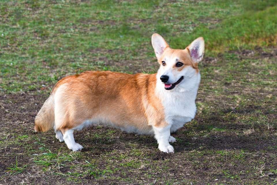 Cardigan Welsh Corgi Dog Breed Image 5