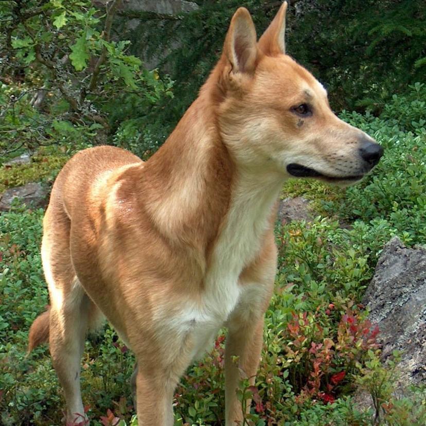 Carolina Dog Breed Image 1