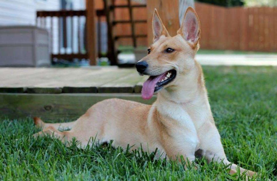 Carolina Dog Breed Image 11