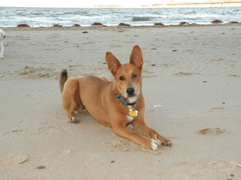 Carolina Dog Breed Image 14