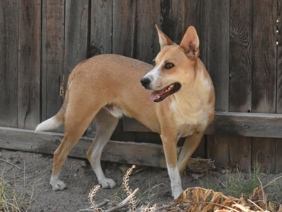 Carolina Dog Breed Image 15