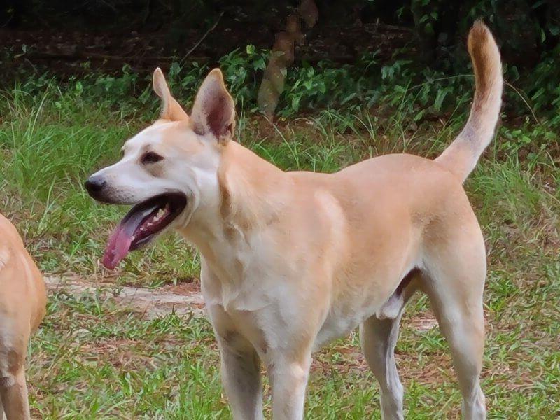 Carolina Dog Breed Image 17