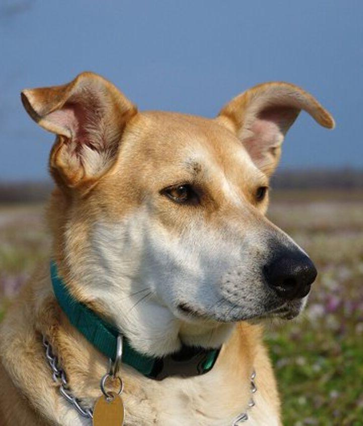 Carolina Dog Breed Image 18