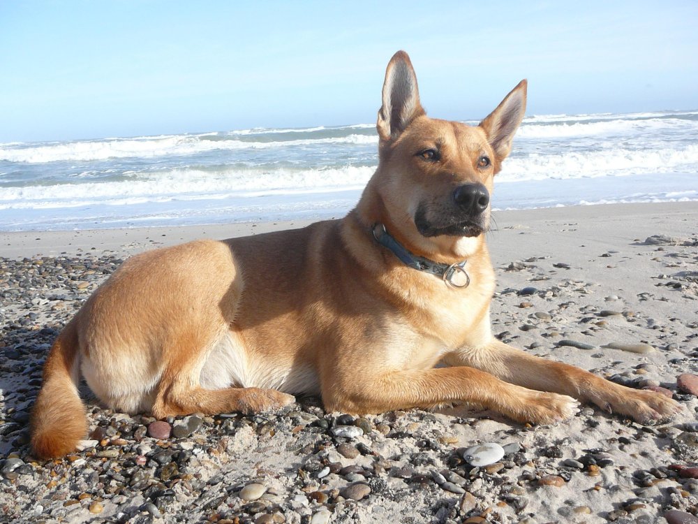 Carolina Dog Breed Image 20