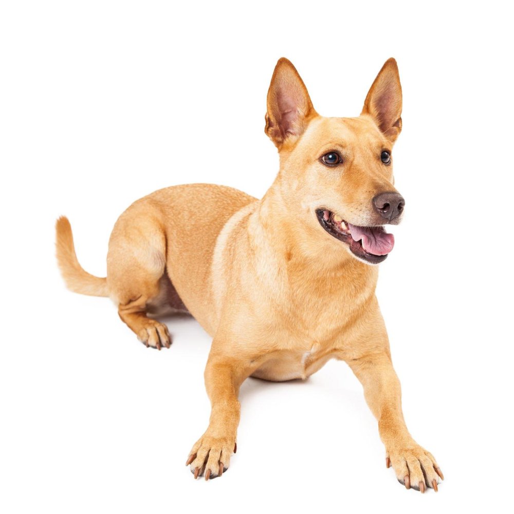 Carolina Dog Breed Image 9