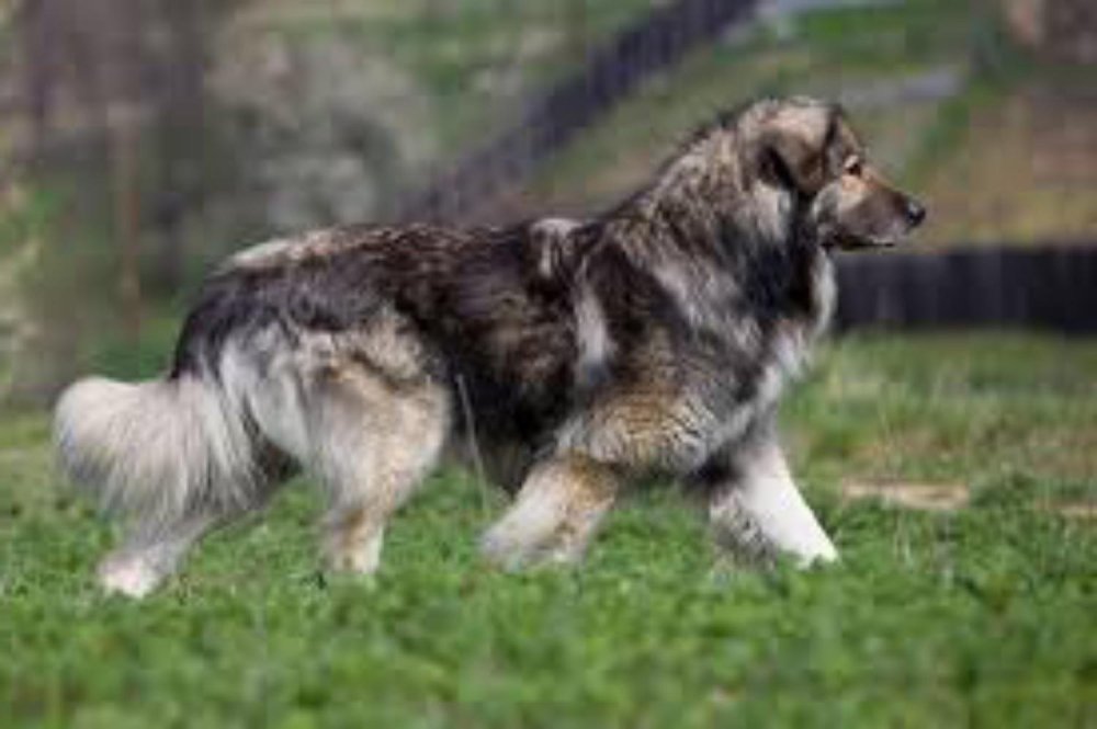 Carpathian Shepherd Dog Breed Image 10