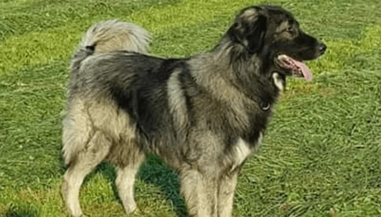 Carpathian Shepherd Dog Breed Image 12