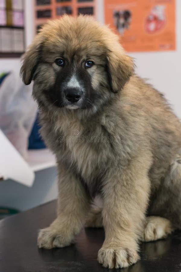 Carpathian Shepherd Dog Breed Image 14