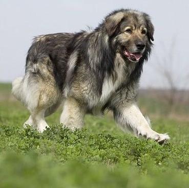 Carpathian Shepherd Dog Breed Image 16