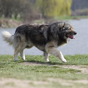 Carpathian Shepherd Dog Breed Image 19