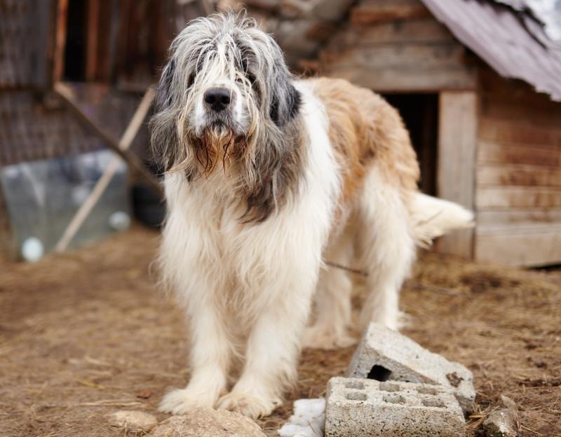 Carpathian Shepherd Dog Breed Image 2