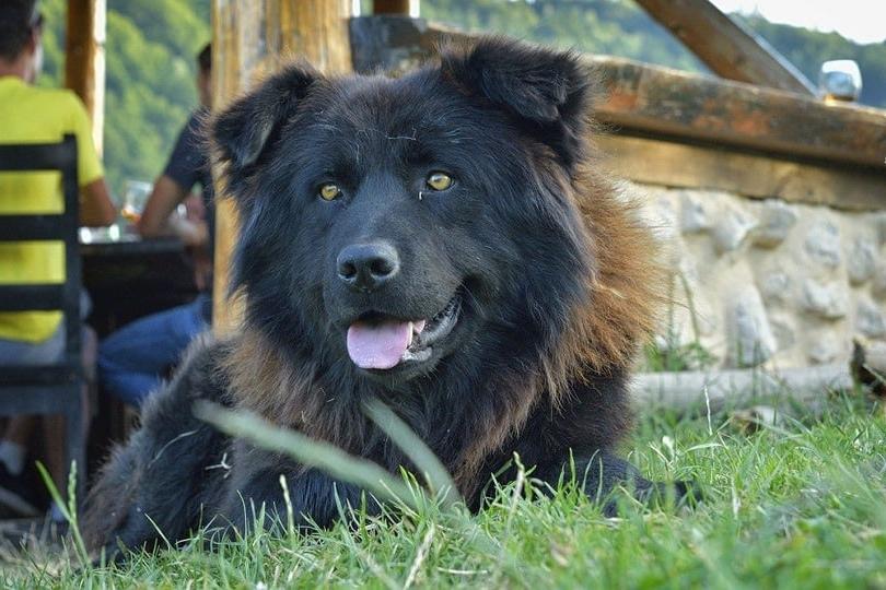 Carpathian Shepherd Dog Breed Image 4