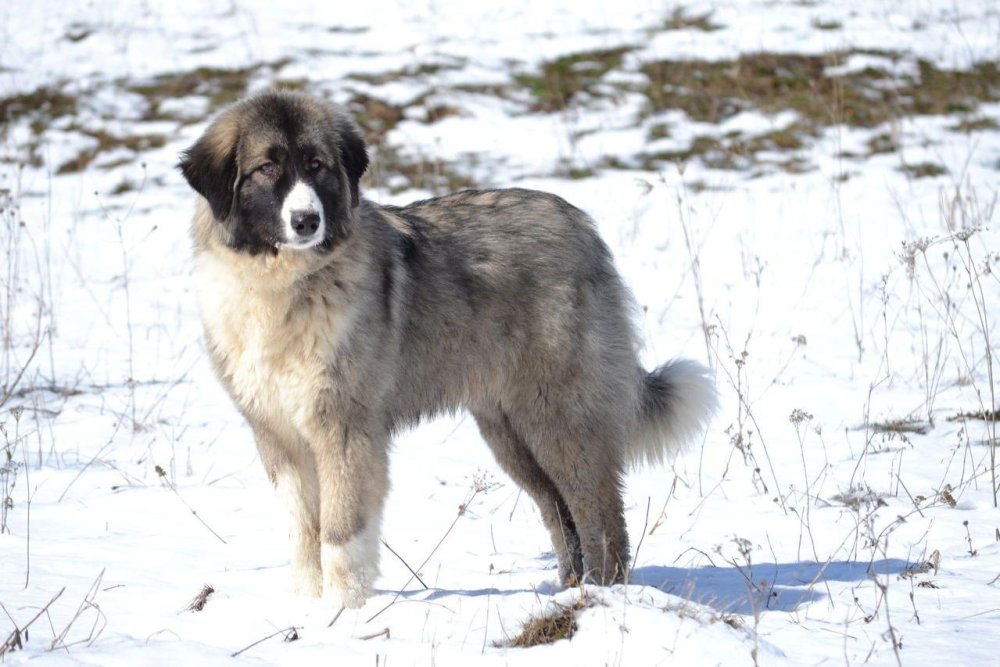 Carpathian Shepherd Dog Breed Image 9