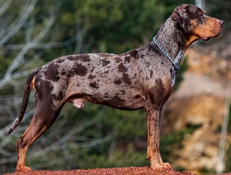 Catahoula Leopard Dog Breed Image 17