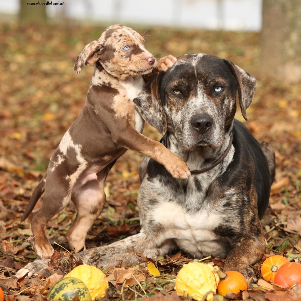 Catahoula Leopard Dog Breed Image 6