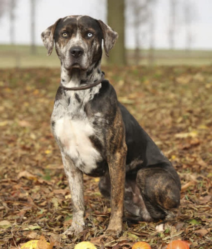 Catahoula Leopard Dog Breed Image 7