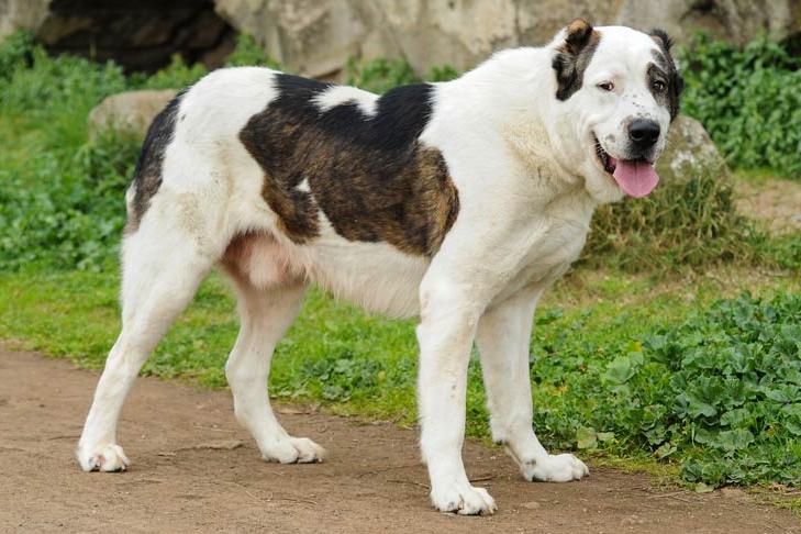 Central Asian Shepherd Dog Breed Image 1