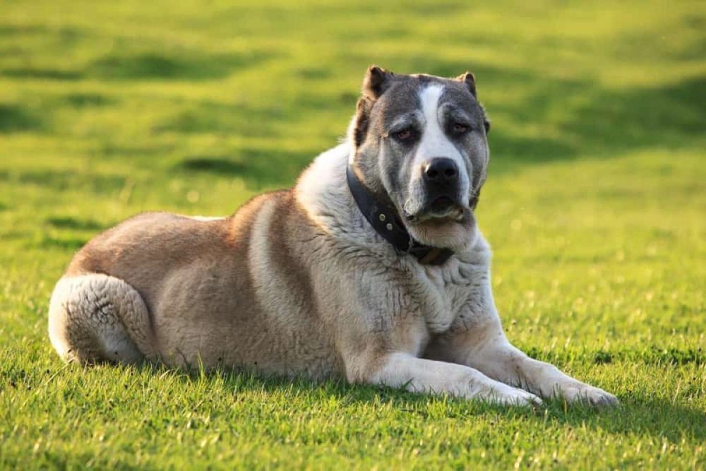 Central Asian Shepherd Dog Breed Image 10