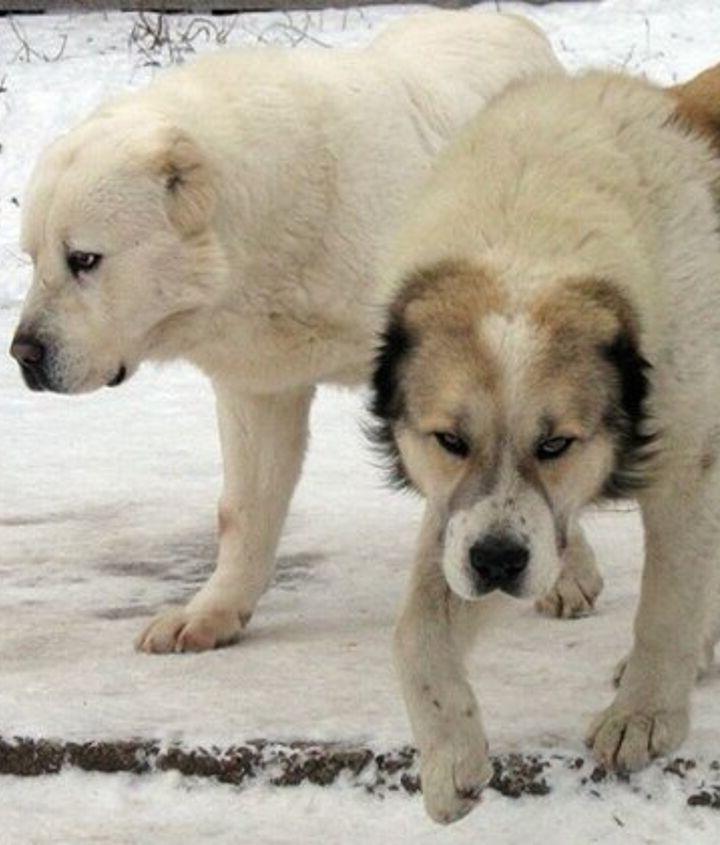 Central Asian Shepherd Dog Breed Image 13