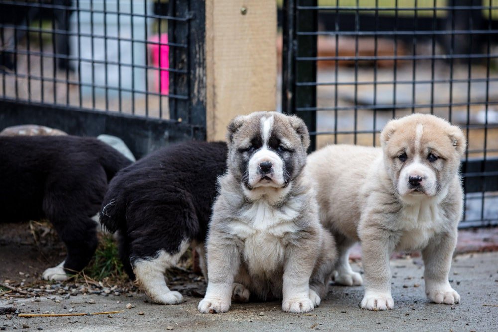 Central Asian Shepherd Dog Breed Image 15