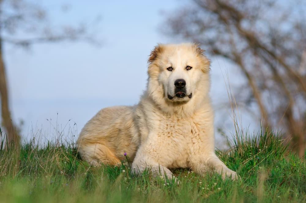 Central Asian Shepherd Dog Breed Image 3