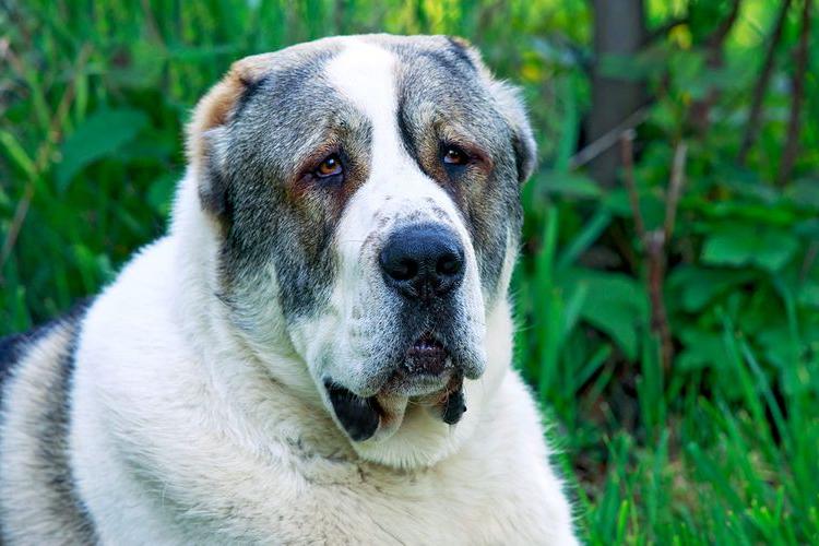 Central Asian Shepherd Dog Breed Image 5