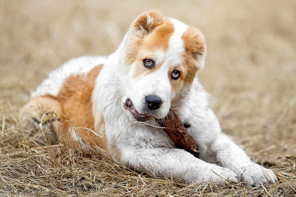 Central Asian Shepherd Dog Breed Image 6