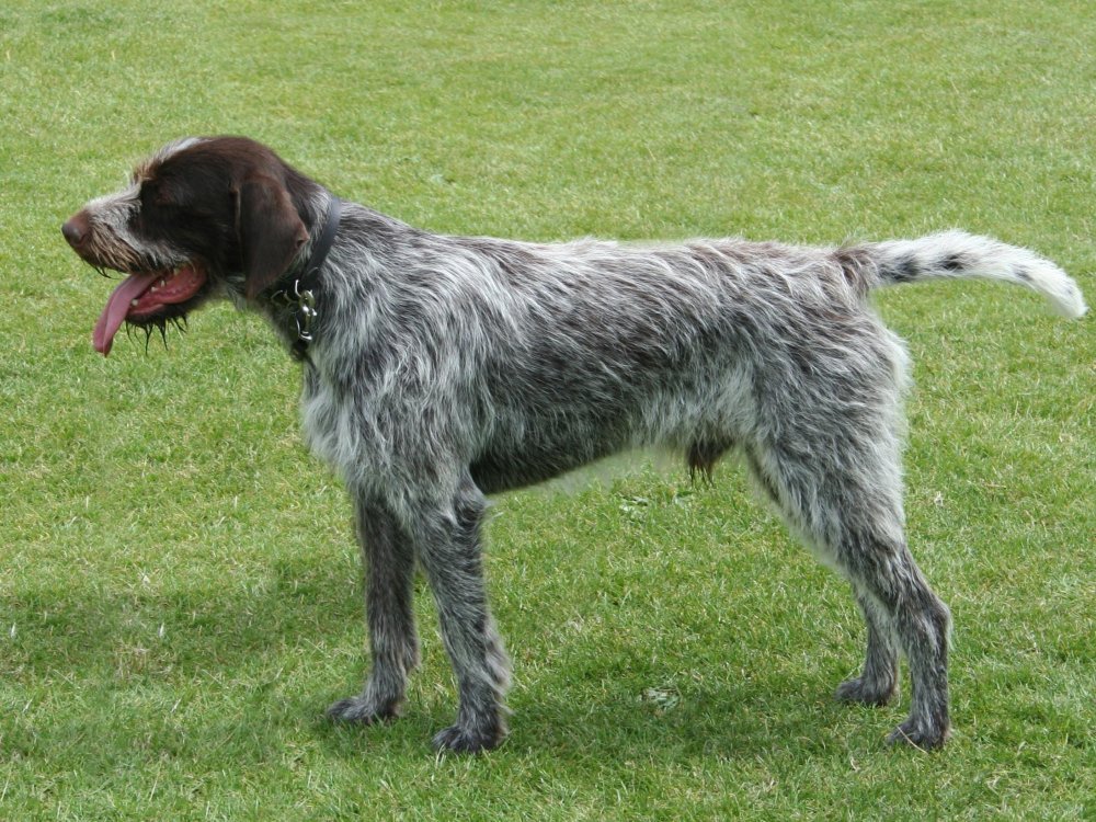 Cesky Fousek Dog Breed Image 1