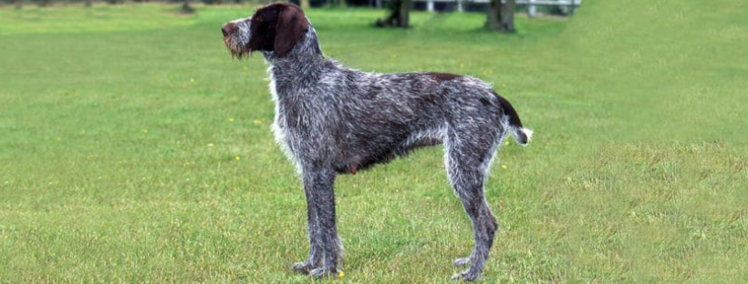 Cesky Fousek Dog Breed Image 12