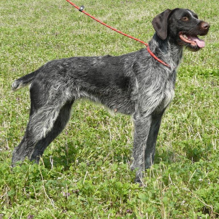 Cesky Fousek Dog Breed Image 14