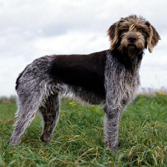 Cesky Fousek Dog Breed Image 2