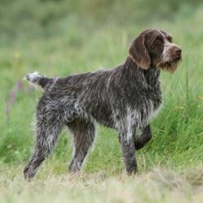 Cesky Fousek Dog Breed Image 9