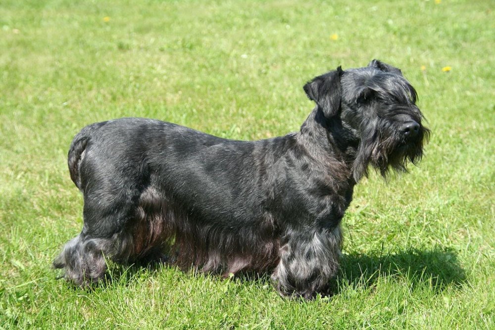 Cesky Terrier Dog Breed Image 1