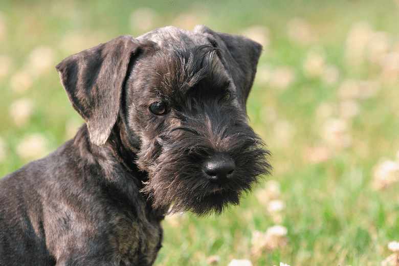 Cesky Terrier Dog Breed Image 11